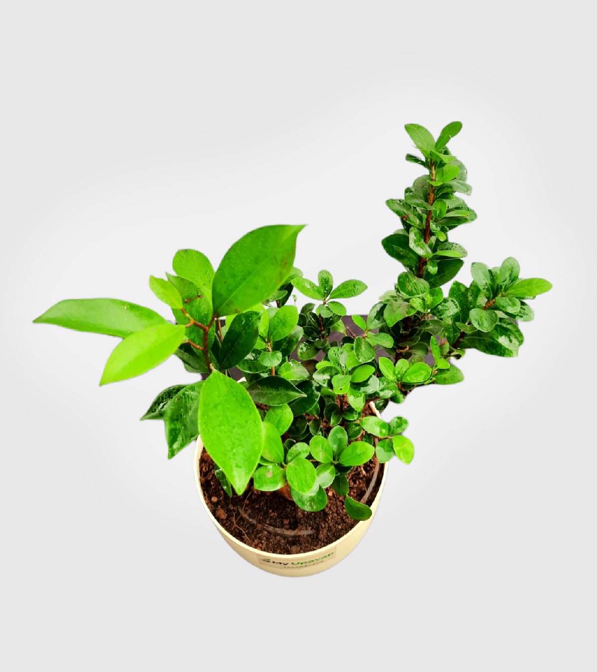 Fiscus Bonsai Plant