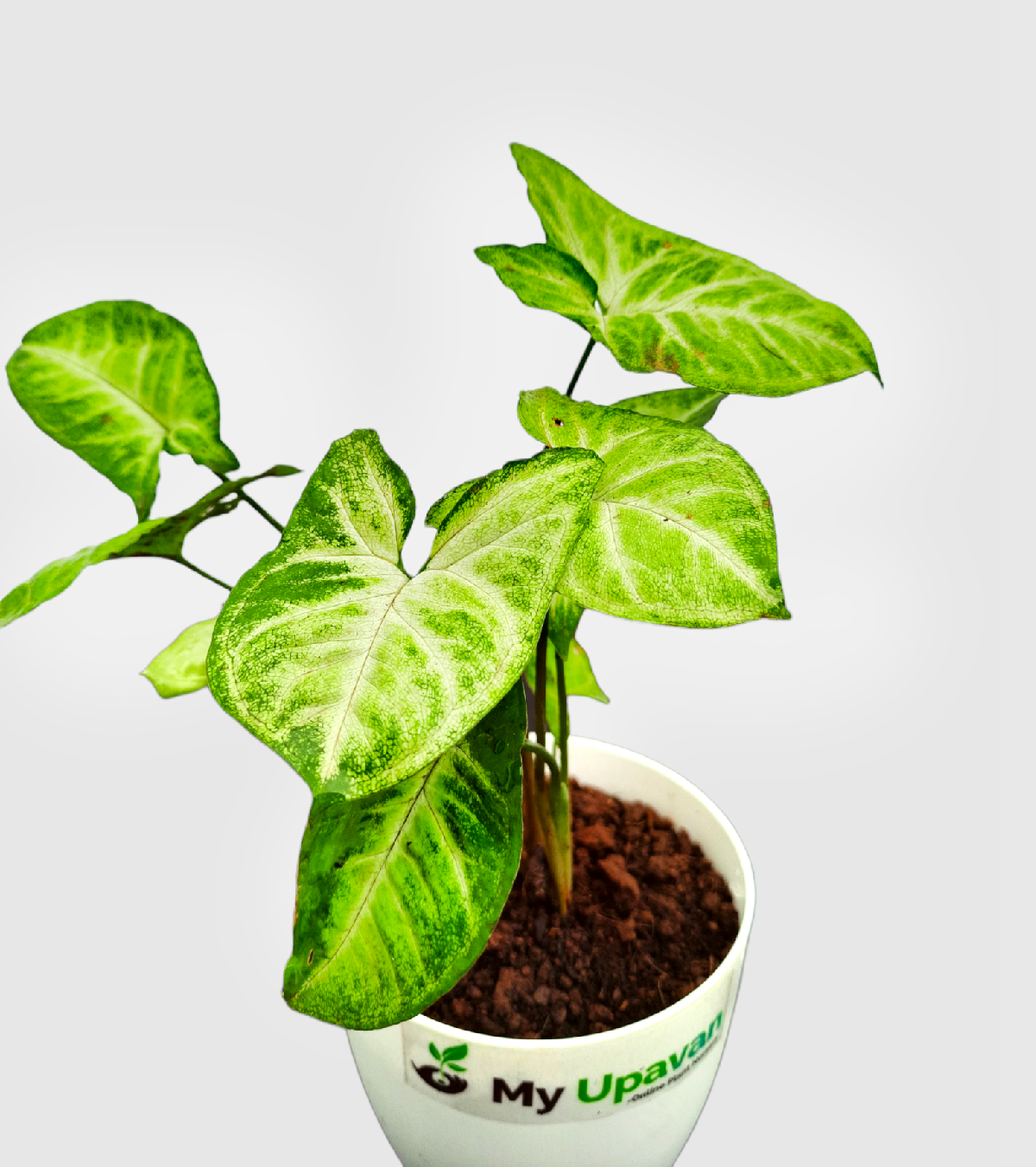 Syngonium Pixie Plant