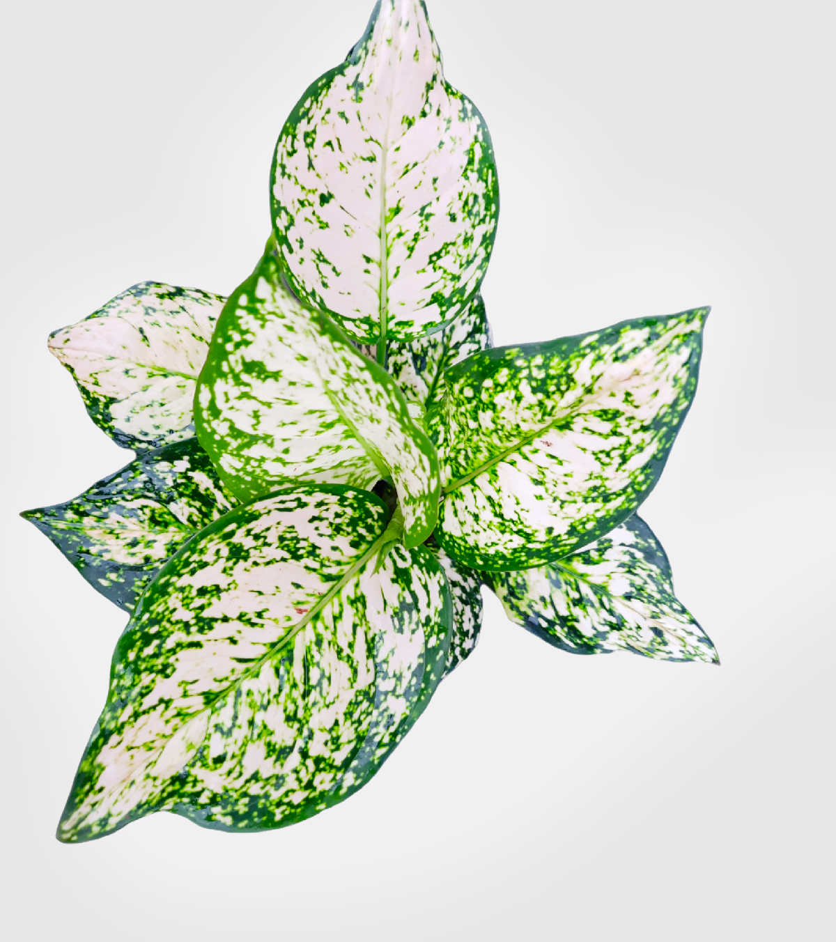 Aglaonema Snow White Plant