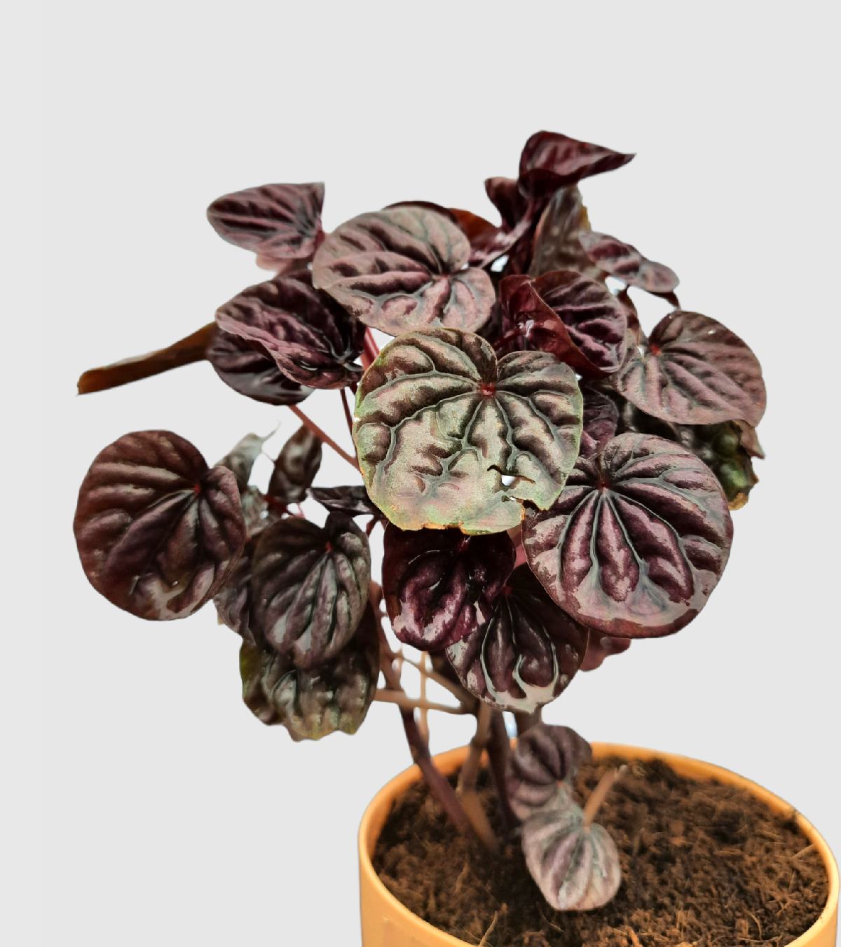 Ruby Ripple Peperomia