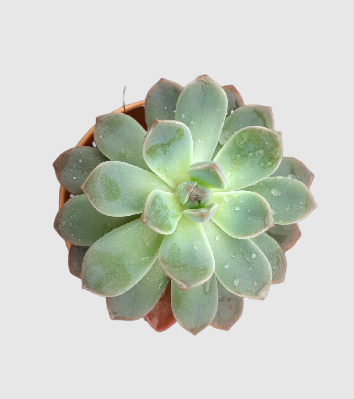 Echeveria Subsesilis Hybrid Silver Plant