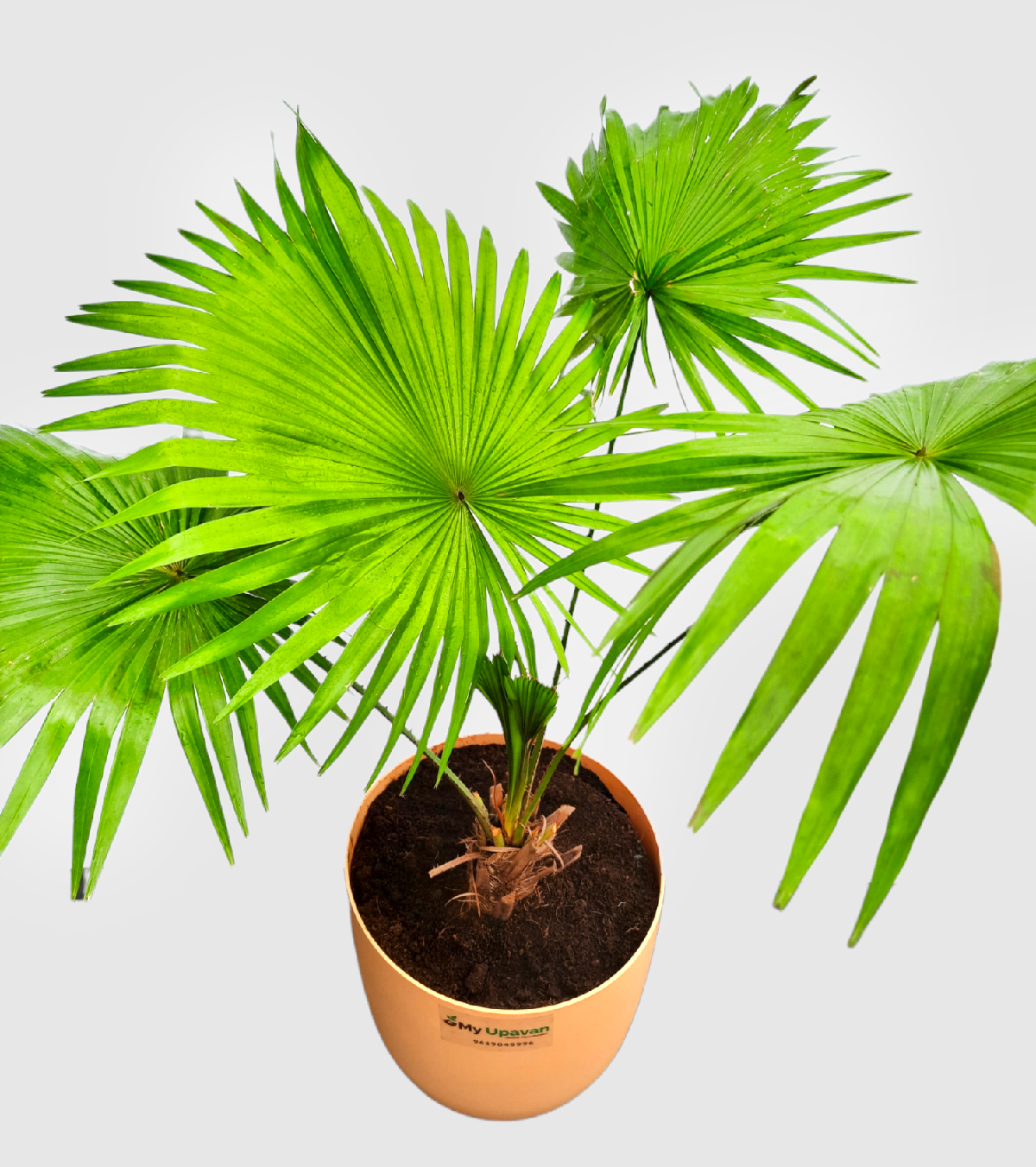 Table Palm Plant