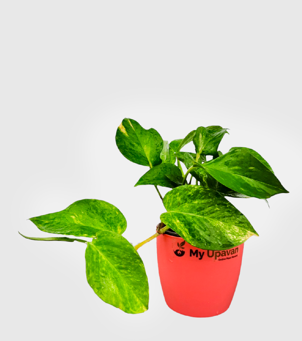 Pothos (Devil's Ivy)