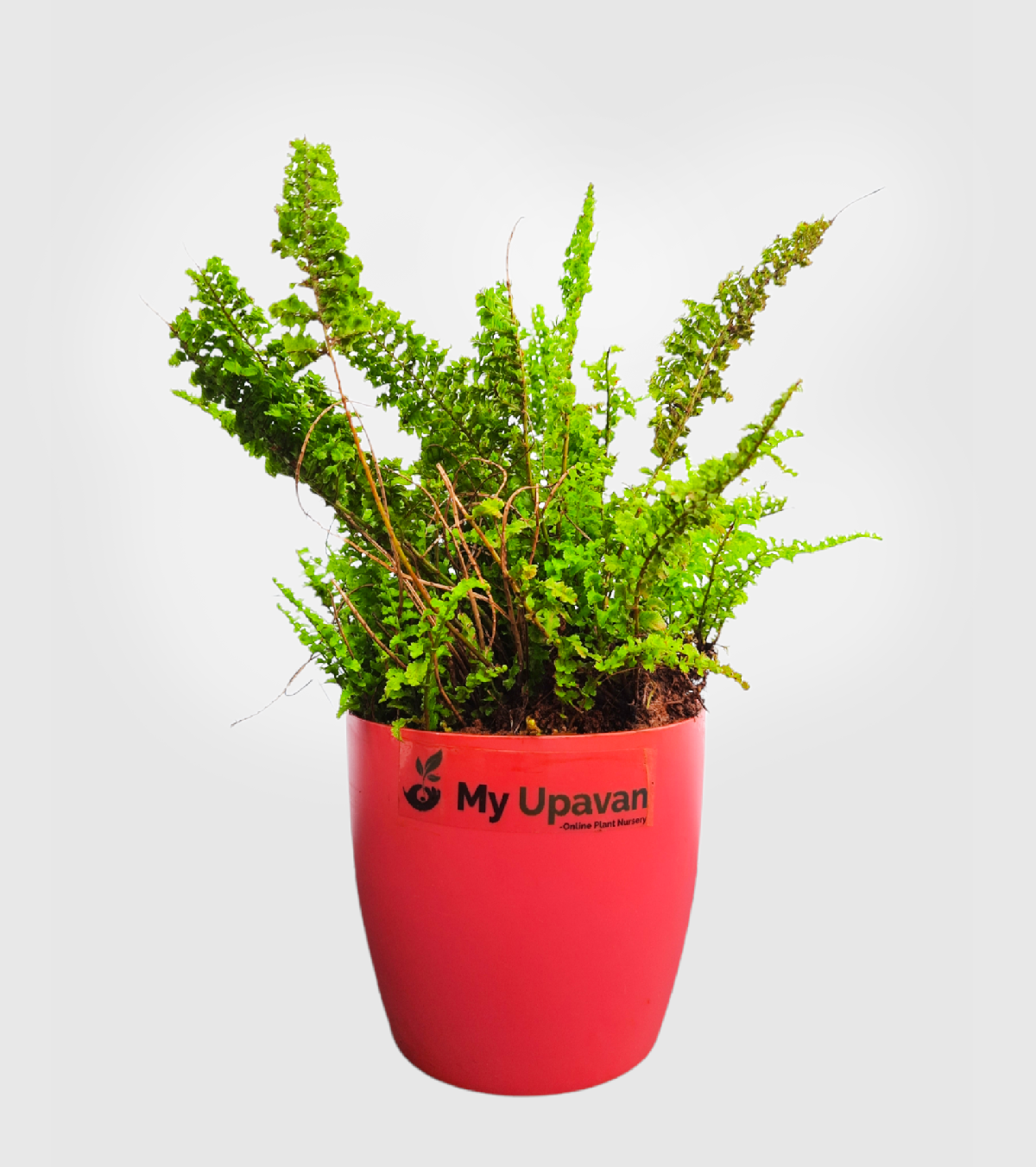 Fern Emina Plant