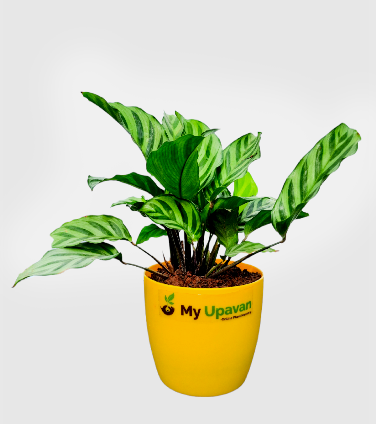 Calathea Freddie