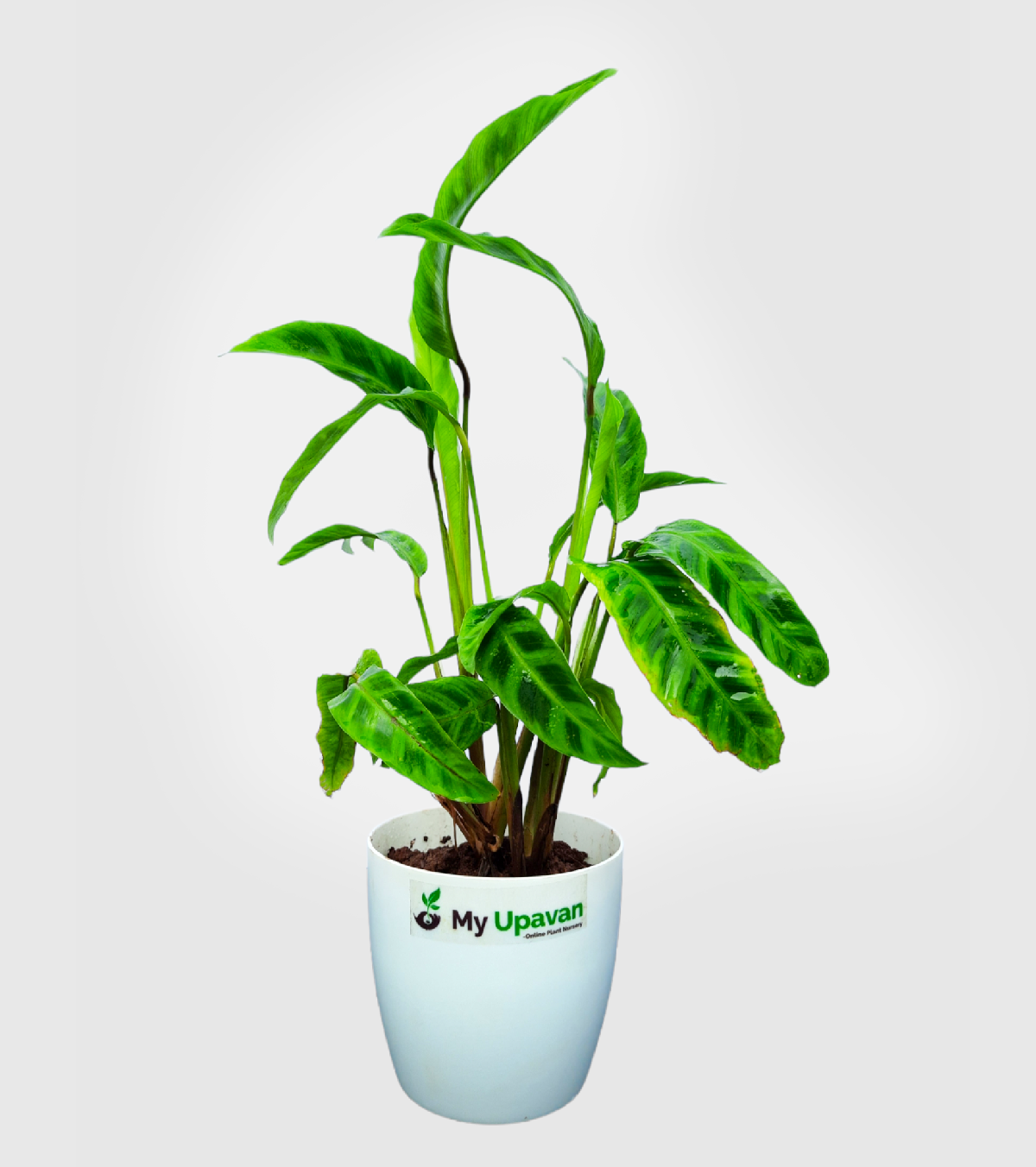 Calathea Zebrina Plant-Medium