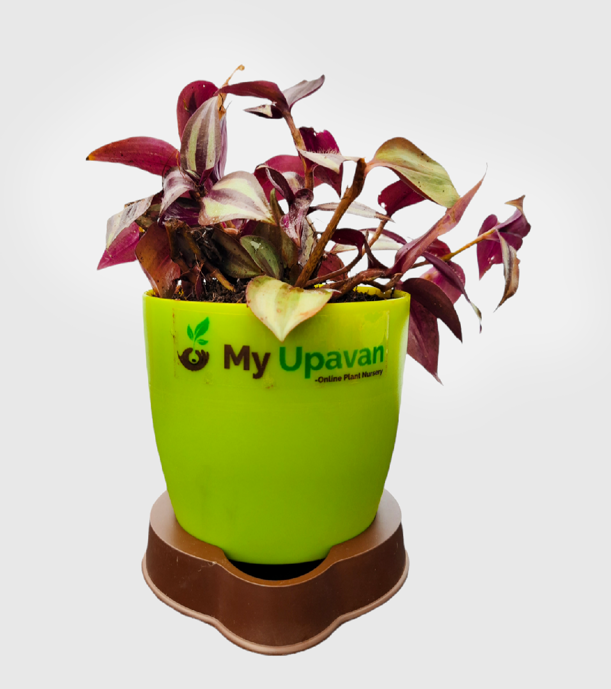 Wandering Jew Plant