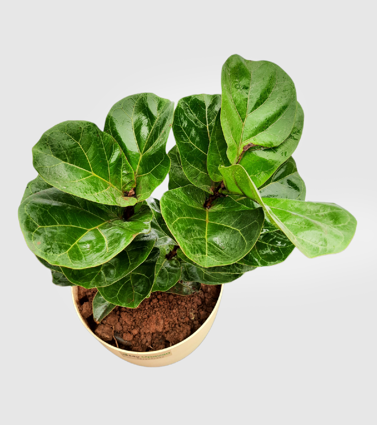 Fiddle leaf fig plant - Ficus Lyrata