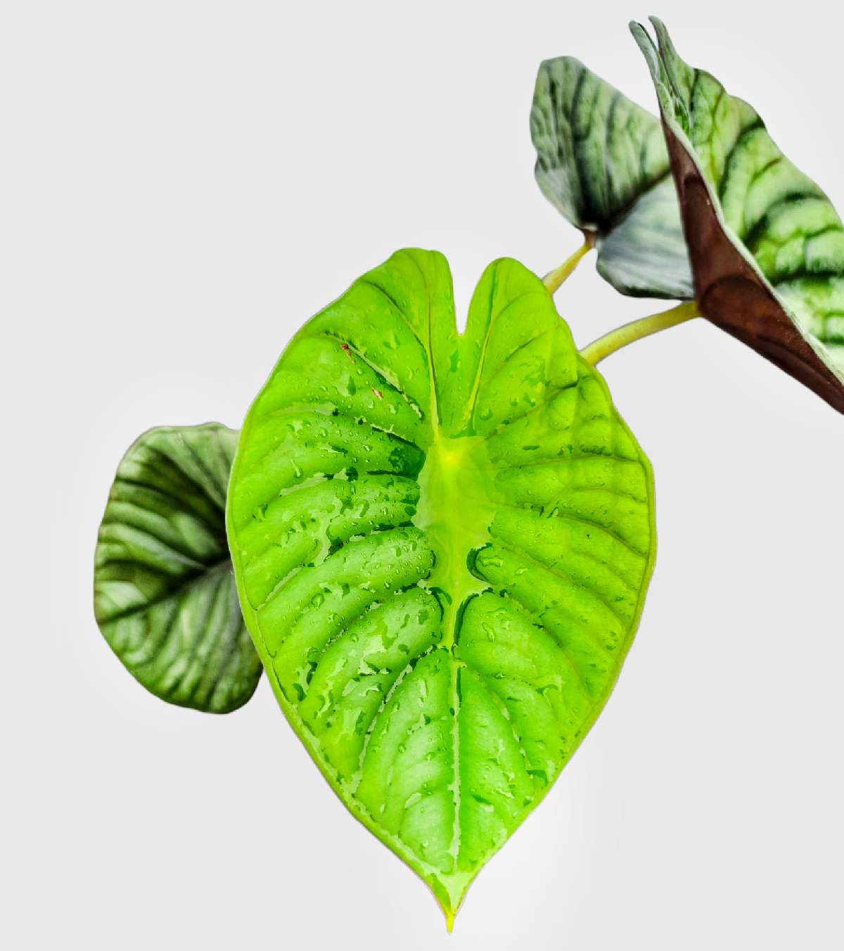 Alocasia Nebula Plant