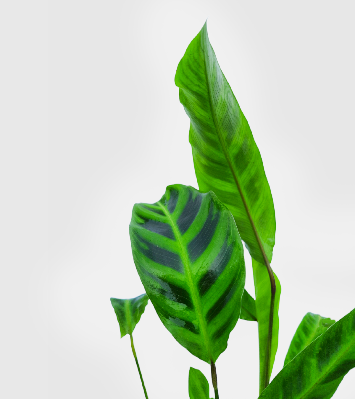 Calathea Zebrina Plant-Medium