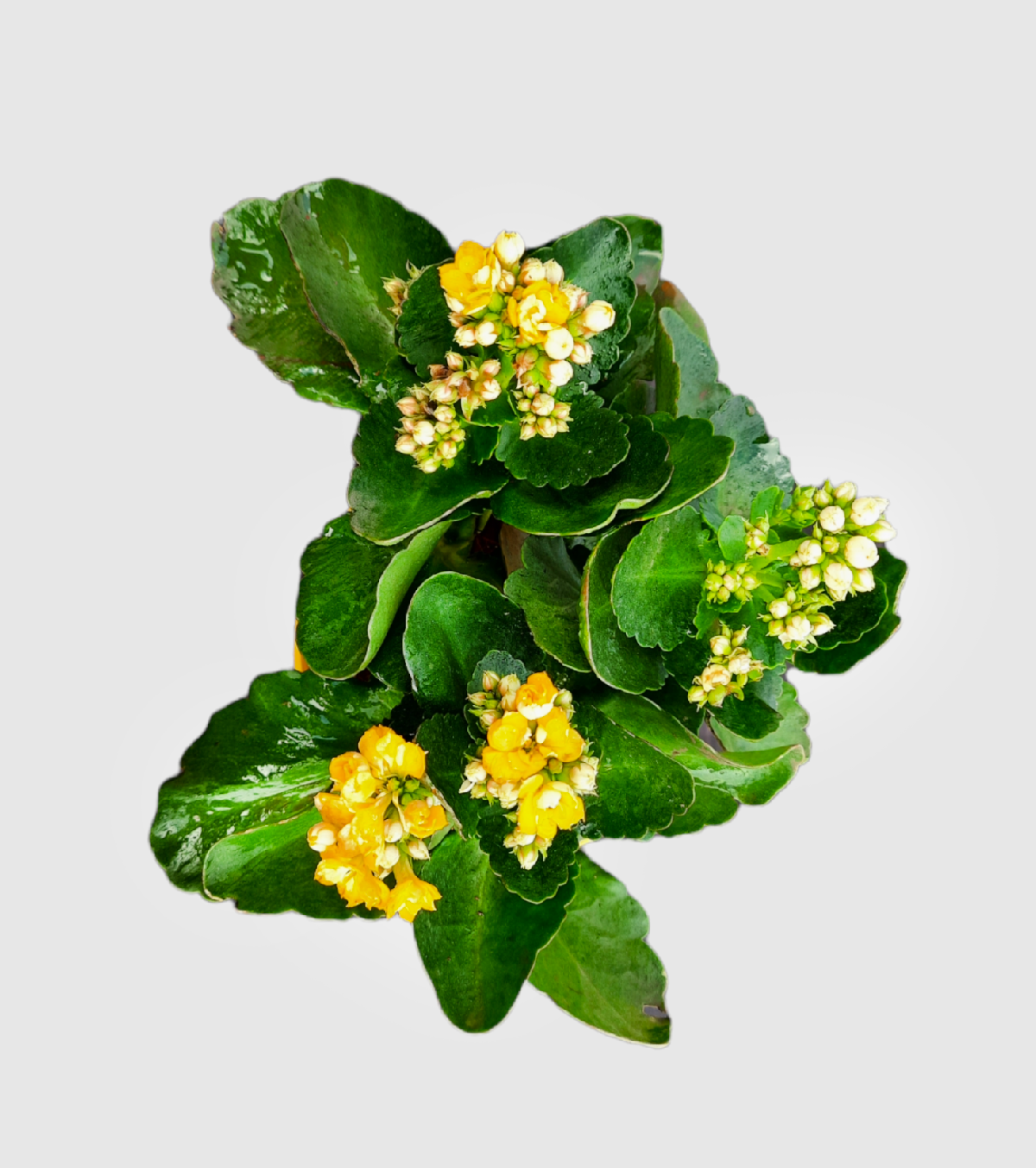 Kalanchoe Plant - Yellow