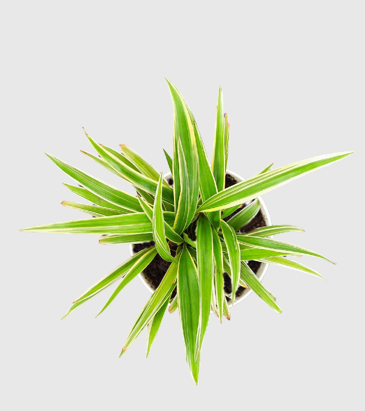 Spider Plant